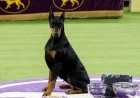 Doberman Pinscher Penny Triumphs at 150th Westminster Kennel Club Show