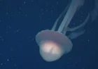Rare Bus-Sized Phantom Jellyfish Captured on Video Near Argentina Coast