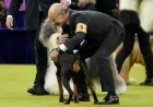 Westminster Show: Top Honors Awarded to Champion Dog