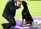 Doberman Pinscher Penny Earns Best in Show at Westminster Kennel Club
