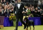 Doberman Pinscher Penny Triumphs at 150th Westminster Dog Show