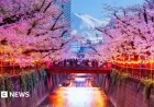 Japan Cancels Cherry Blossom Festival Due to Unruly Tourists