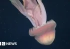 Phantom Jellyfish Spotted in Deep Sea off Argentina’s Coast