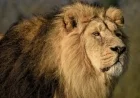 Asiatic Lion Population Soars 32% to Reach 891