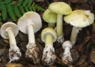Four Killed as Dangerous Death Cap Mushrooms Proliferate in California