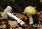 Death Cap Mushrooms in California: Four Dead, Three Receive Liver Transplants