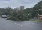 Hawaii’s Powerful Winds Cause Widespread Tree Damage and Power Outages