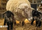 Britain’s ‘Loneliest’ Sheep Welcomes First Lambs