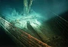 Unusual Creatures Inhabit Titanic Wreck 3,800m Beneath Atlantic Ocean