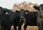 Shrinking U.S. Cattle Herd Causes 15% Beef Price Surge