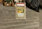 Logan Paul’s Pokémon Card Sells for $16.5 Million with Bonus Necklace