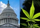 GOP Congressman: Justice Department May Need 20 Years to Reschedule Marijuana
