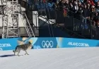 Dog Steals Spotlight at the Olympics by Gate-Crashing Event