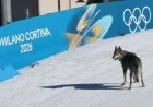 Dog Steals Spotlight with Surprise Winter Olympics Cross-Country Ski Finish