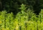 FDA Faces Criticism for Missing Deadline on Cannabinoid List and Hemp Containers