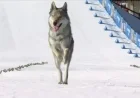 Award Olympics-Crashing Wolfdog Nazgul a Medal