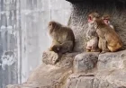 Viral Story: Abandoned Baby Monkey Reunites with New Family