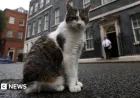 Larry the Cat Celebrates 15 Years as No. 10’s Chief Mouser