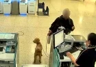 JetBlue Passenger Leaves Fake Service Dog at Airport After Flight Denial