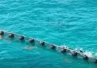 Over Half of Planned Sargassum Barriers Installed off Quintana Roo Coast