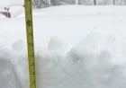 February 2026 Blizzard: Snow Totals Reported Across Boston and Massachusetts
