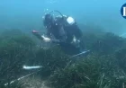 GEN-GOB Reports Decline in 17 of 18 Ibiza Posidonia Meadows