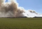 Ohio Farm Fire Claims Lives of 6,000 Hogs
