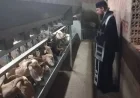 Priests Bless Goats on Farm Amid Foot and Mouth Outbreak
