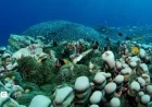 Mother and Daughter Uncover Massive Coral Colony in Australia