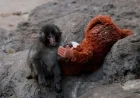 Monkey Forms Heartwarming Friendship After Rejection