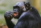 Ape Shatters Exhibit Glass, Surprises Memphis Zoo Visitors