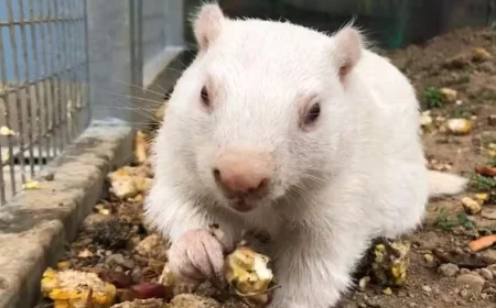 Groundhogs and Lobster Predict: Early Spring or Extended Winter?