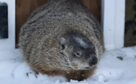 Groundhog Day 2026: Willie and Fred Forecast Spring, Sam Declines