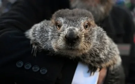 Punxsutawney Phil’s Winter Prediction Spotlighted on Groundhog Day: NPR