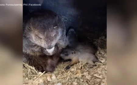 Punxsutawney Phil’s Offspring: Insights on His Legacy this Groundhog Day