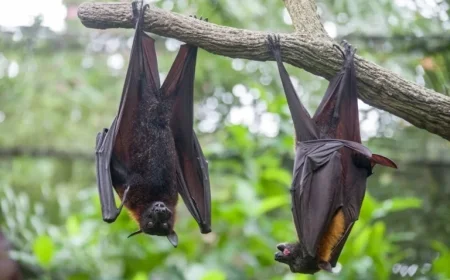 Understanding Nipah Virus: Origin, Locations, and Transmission Methods