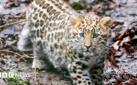 Rare Leopard Cub Zeya Debuts at Dartmoor Zoo
