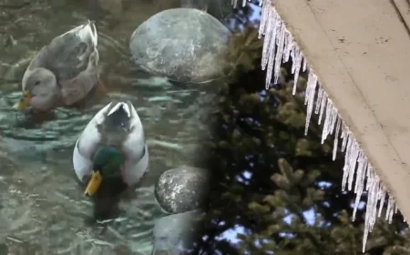 Mild Weather Until Thursday, Cold Snap Returns Friday