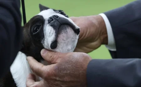 What Judges Seek at Westminster Dog Show Explained