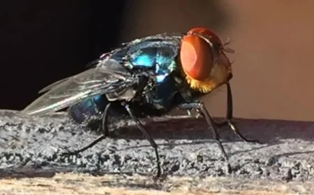 Governor Abbott Declares Disaster as New World Screwworm Nears Border