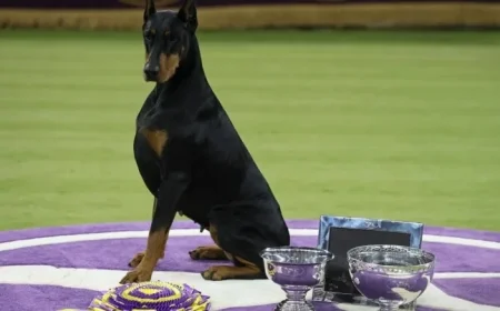Doberman Pinscher Penny Wins Best in Show at 150th Westminster Dog Show