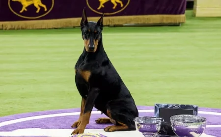 Doberman Pinscher Penny Triumphs at 150th Westminster Kennel Club Show