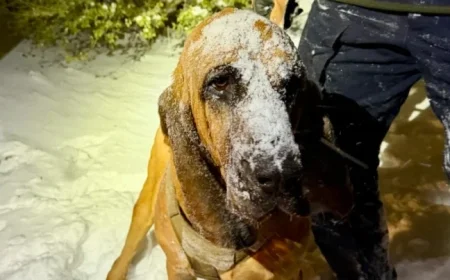 Police Dog Rescues North Carolina Boy with Special Needs in Snowstorm