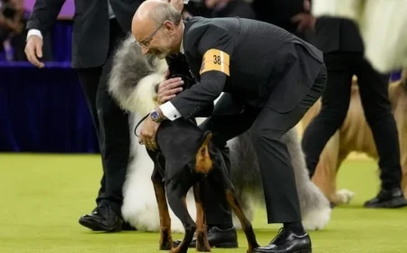 Westminster Show: Top Honors Awarded to Champion Dog