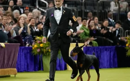 Doberman Pinscher Penny Triumphs at 150th Westminster Dog Show
