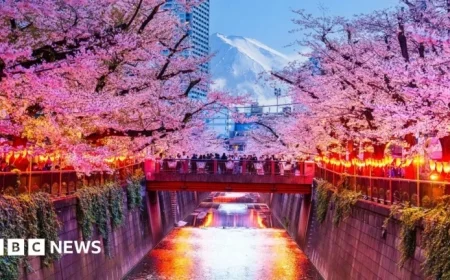 Japan Cancels Cherry Blossom Festival Due to Unruly Tourists