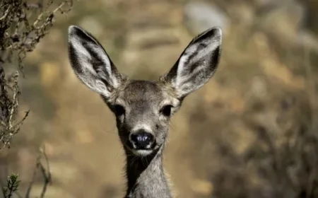 Catalina Island Restoration Plan to Cull Thousands of Mule Deer