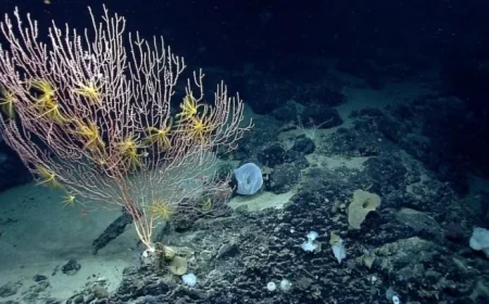 Trump Lifts Obama-Era Fishing Restrictions in New England Protected Waters