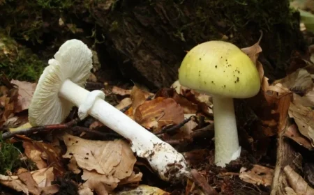 Death Cap Mushrooms in California: Four Dead, Three Receive Liver Transplants