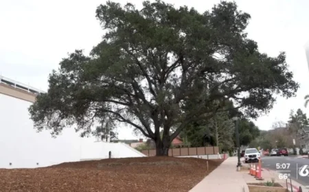 DUI Checkpoints, Adam Sandler in SB, and Madden’s Cal Poly Legacy